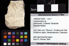 Foto (Objket + Etiketten) von Cycloprosopon sp. 